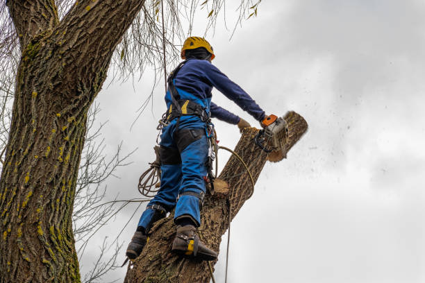 Why Choose Our Tree Removal Services in Marshalltown, IA?